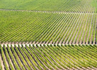 Rows of vineyard