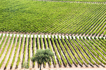 Rows of vineyard