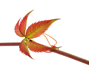 Fototapeta premium Multicolor autumn twig of grapes leaves, parthenocissus quinquef