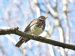 Fieldfare (Turdus pilaris)