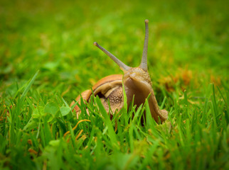 snail looking out of the grass