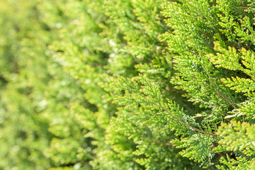 Fresh Laurel Bush Leaves In Spring