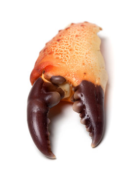 Eaten claw crab isolated on white background