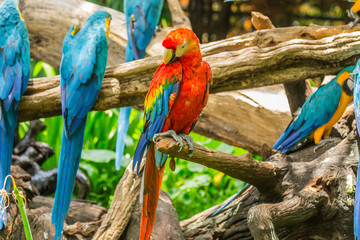 Macaw parrots birds.