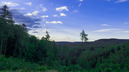 Dark forest and sky panorama
