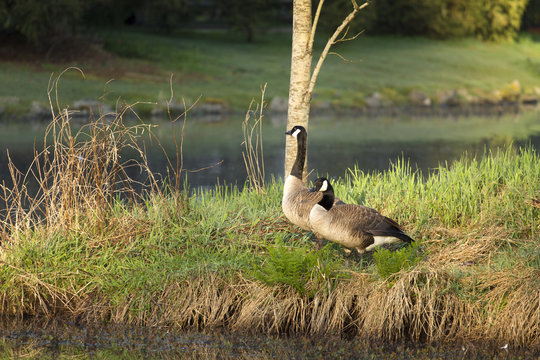 A Pair of Canadian Geese