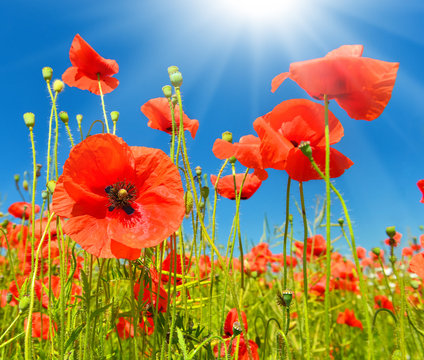 Fototapeta Poppies