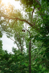 Street lamp in the forest
