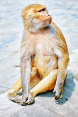 Hamadryas Baboon monkey.