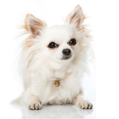 Obraz premium Chihuahua