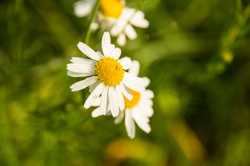 Polne kwiaty, © © Jakacki