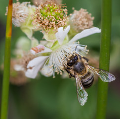 Bee sucking nectar of white flowers