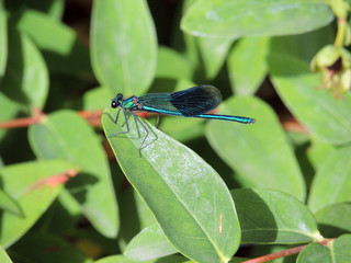 Belle demoiselle