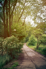 Fototapeta premium Road in forest
