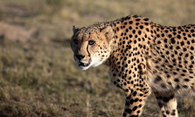 A beautiful  image of a cheetah walking oven the plains.Taken on safari in Africa.