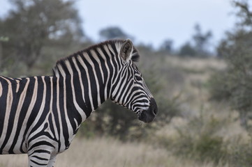 Fototapeta na wymiar Burchell's Zebra Profile Portrait