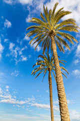 Palms trees at the Barceloneta, Barcelona, Spain
