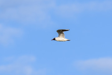 Fototapeta na wymiar Black-headed gull (Chroicocephalus ridibundus) in flight with a clouded sky