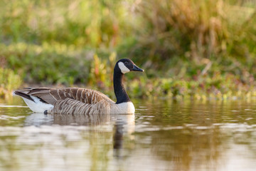 Canada Goose (Branta canadensis) swimming in a pond.
