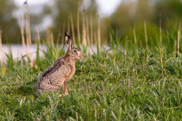 European hare (Lepus europaeus) in its habitat.