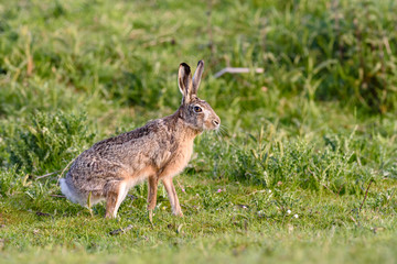 European hare (Lepus europaeus) in its habitat.