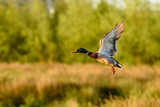 Mallard Duck (Anas platyrhynchos) in flight.
