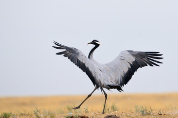 Fototapeta premium Dancing Demoiselle crane in Kalmykia steppe
