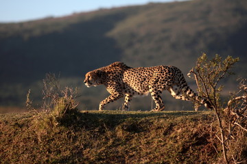 A beautiful sepia tone image of a cheetah walking oven the plains.Taken on safari in Africa.