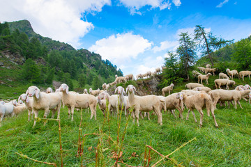 Obraz premium Transhumance of sheep in the mountains
