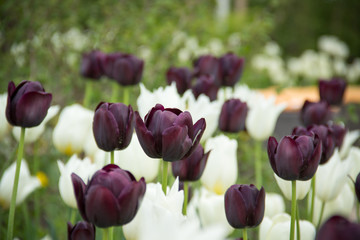 Blumenbeet lila