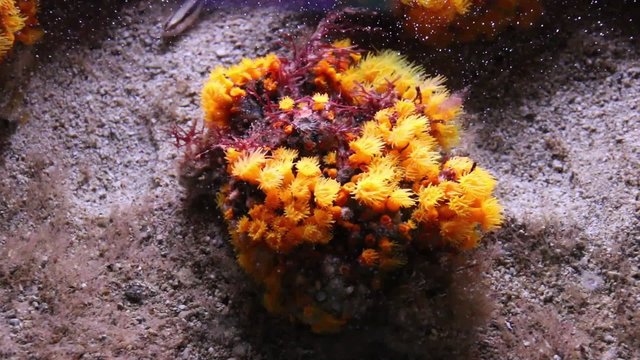 An&eacute;mones de mer