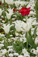 Blumenbeet rot weis
