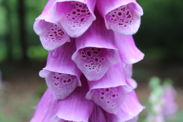 Fingerhut - Blüte