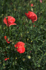 Bright red poppies 