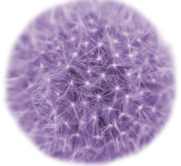 dandelion in purple on white background close up