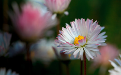 Stokrotki © Wojciech Lisiński