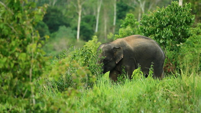 wild Asian elephant 
