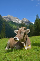 Fototapeta na wymiar Kuh auf Weide im Gebirge 