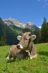 Foto auf Acrylglas Kuh Kuh auf Weide im Gebirge 