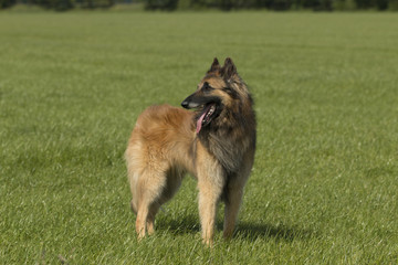 Shepherd dog standing in grassland