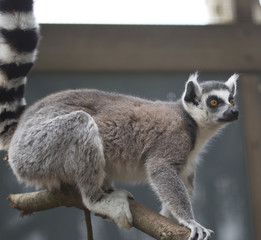 Lemur