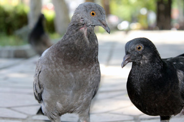 Two pigeons wandering around on the sidewalk in search for food