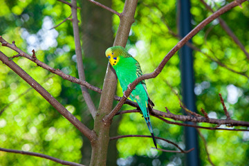Budgerigar