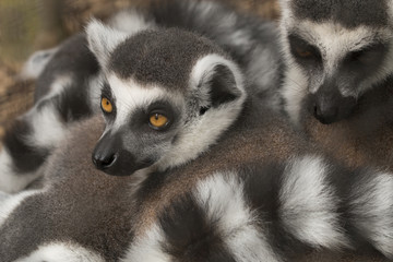 Lemur