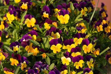 Fototapeta premium crochi di primavera
