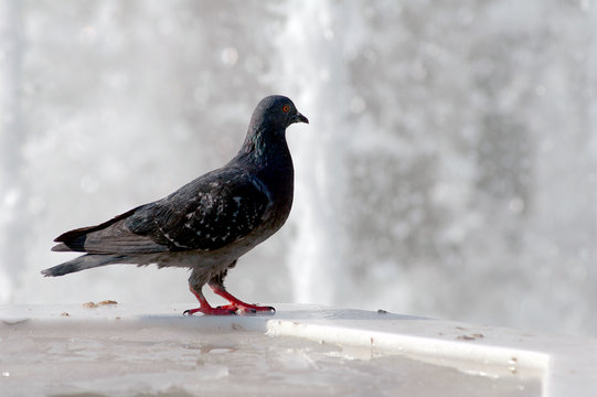 Pigeon and Fountain