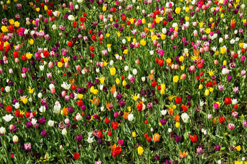 Blumenbeet bunt groß