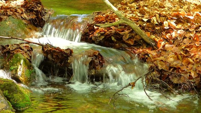 Small creek in forest