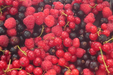 a variety of fruits