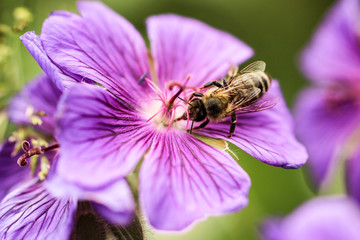 Biene auf Blüte